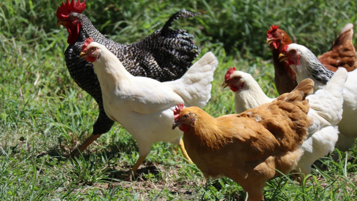 ELEVAGE DE POULES